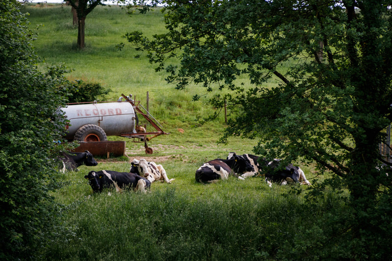 Cows, Limburg